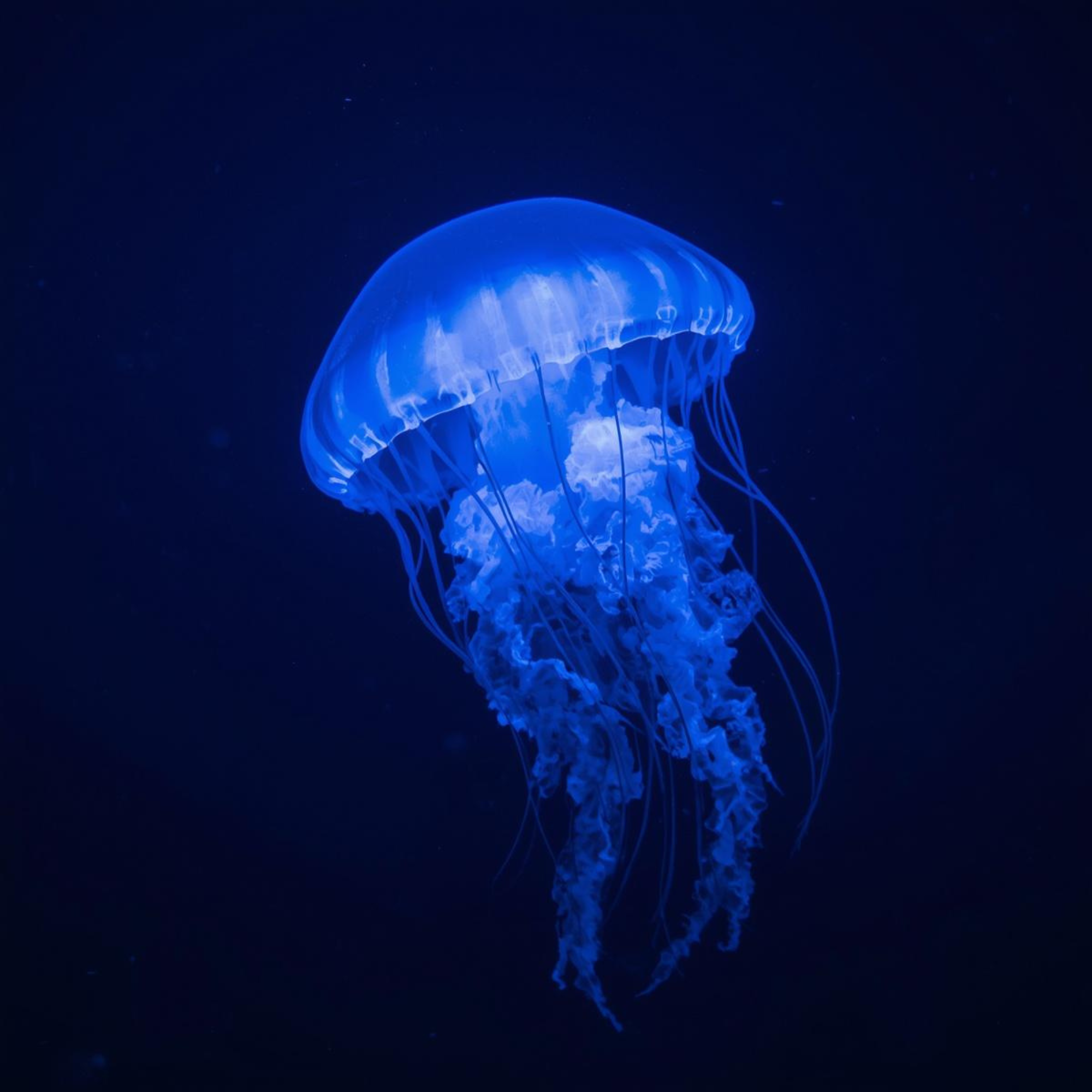 Nærbilde av brennmanet (Cyanea capillata) i havet – tentaklene forårsaker alvorlige stikk som må renses med saltvann